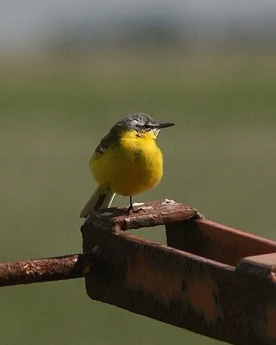 Ballum Slusekro Bredebro